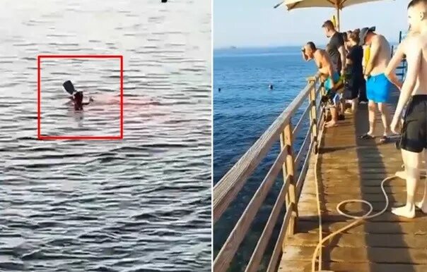 Акула напала на человека на мальдивах. В Египте акула напала на туристов 2022. В Египте акула напала на туристку. Нападение акулы в Египте 2022. Нападение акулы в Хургаде.