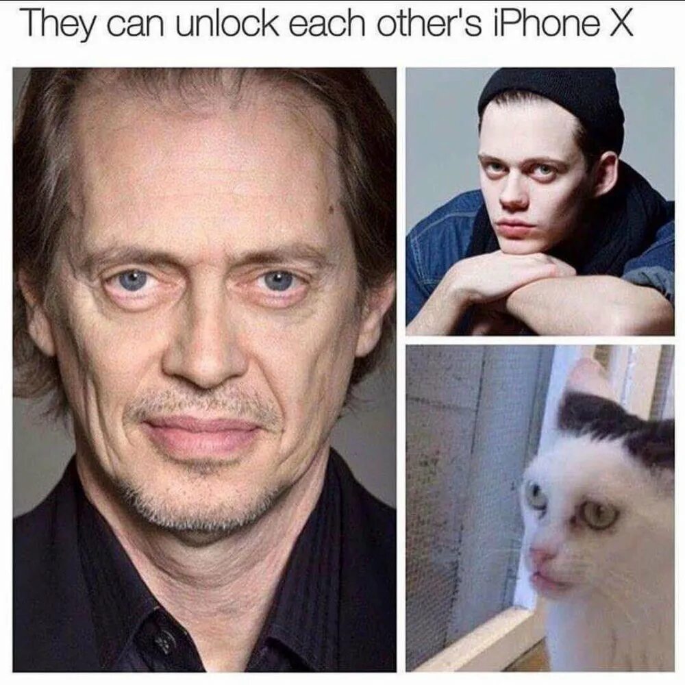 Отец и сын коты