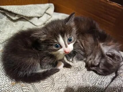 Простые котята 1 месяц