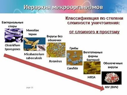 Вегетативные и споровые микроорганизмы