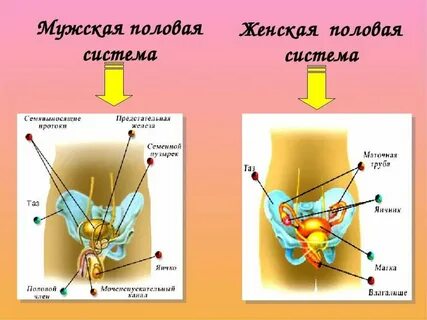 Половая система человека строение мужской и женской