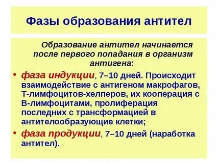 Динамика антител образование