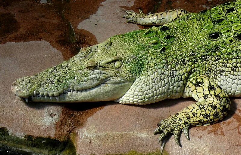 Какой крокодил зеленый. Гималайский крокодил. Африканский узкорылый крокодил. Зеленый крокодил. Цвет крокодила.
