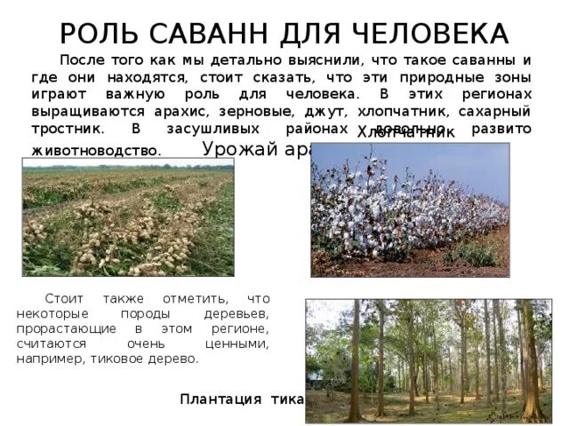 Сообщение о саванне 1 класс. Растения в степи и саванне. доклад про саванну. доклад на тему саванна 1 класс. саванна это кратко.