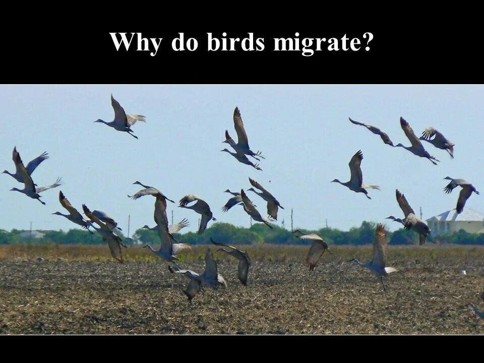 Causes of bird migration