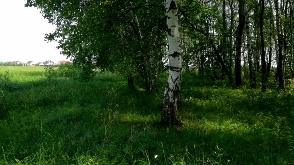 д. милягино чеховский район. деревня сенино чеховский район. чехов московская область дер. компания в деревне.