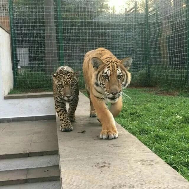 Ягуар против тигра. Тигр против ягуара. Ягуар сильнее тигра. Тигр против ягуара кто сильнее.