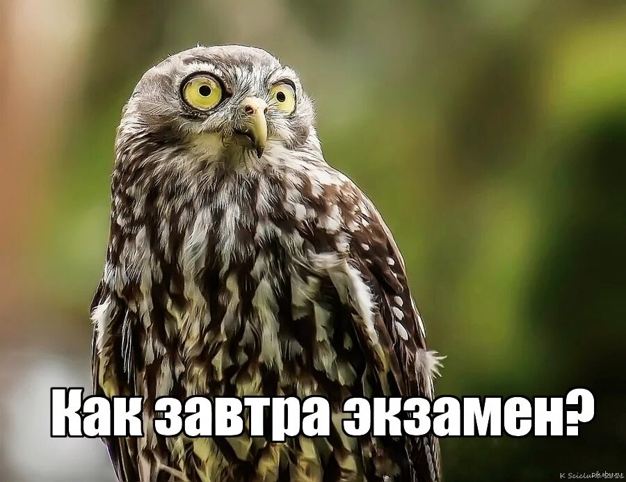 Экзамен смешная картинка. Завтра экзамен. экзамен картинки. завтра экзамен картинки. завтра экзамен картинки смешные.