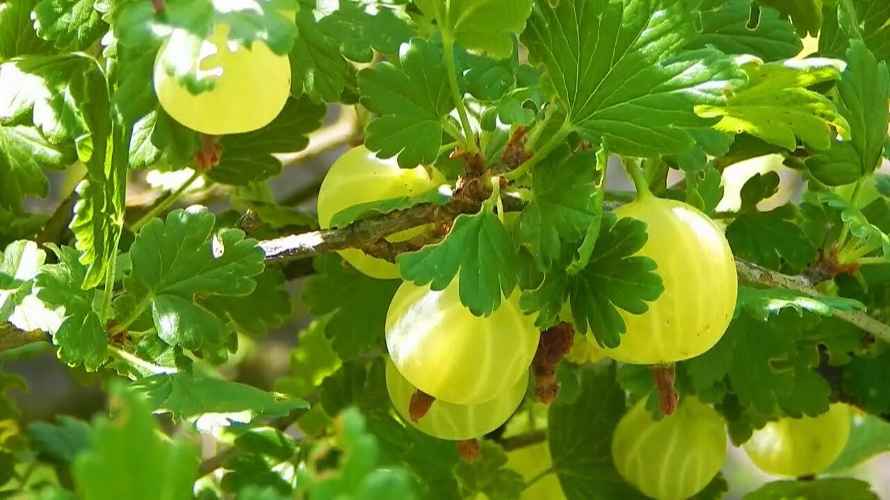 Женщина крыжовник. Крыжовник (ribes). Крыжовник Авангард. Крыжовник Галатея. Крыжовник Mucurines.