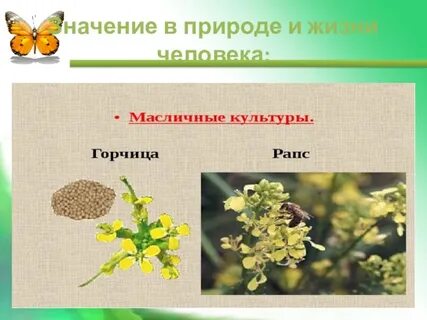 Значение крестоцветных культурных растений в жизни человека