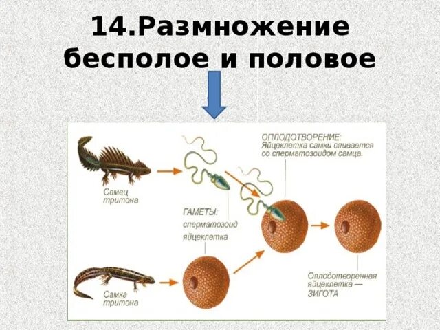 Презентация формы размножения животных 8 класс биология. Половое и бесполое размножение животных. Тритон размножение половое или бесполое. Бесполое размножение и половое размножение. Пример размножения у животных.