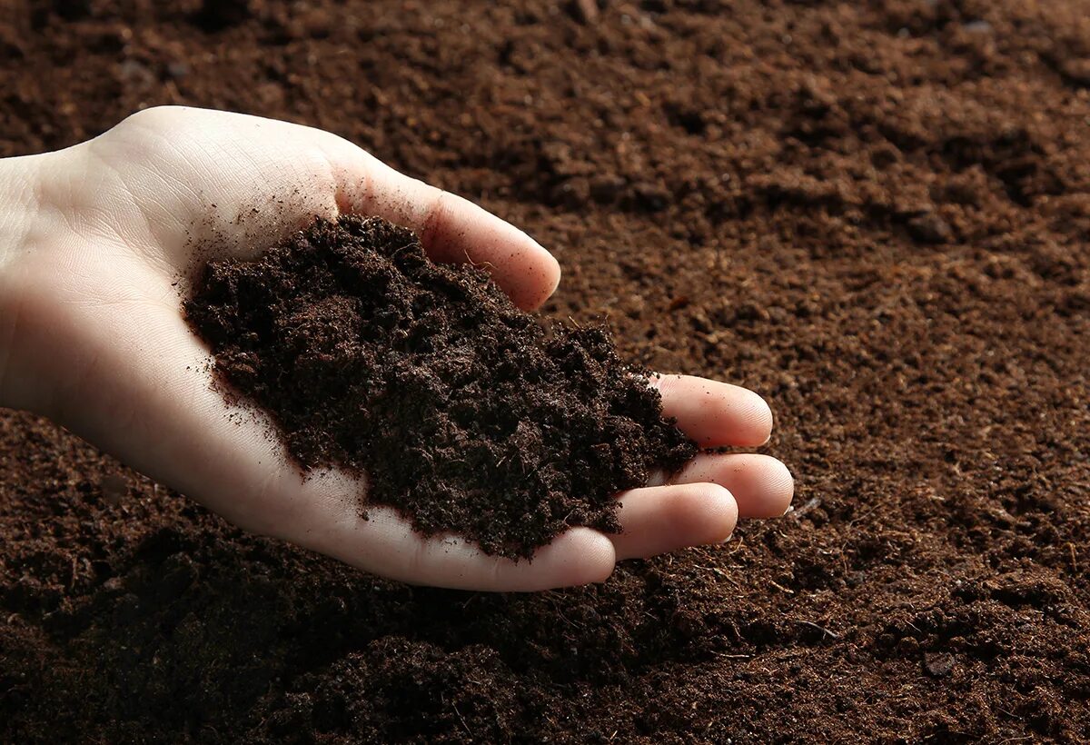 Торф. Торф почва. Торфяные олиготрофные почвы. Кубанский чернозем. Торф почва.