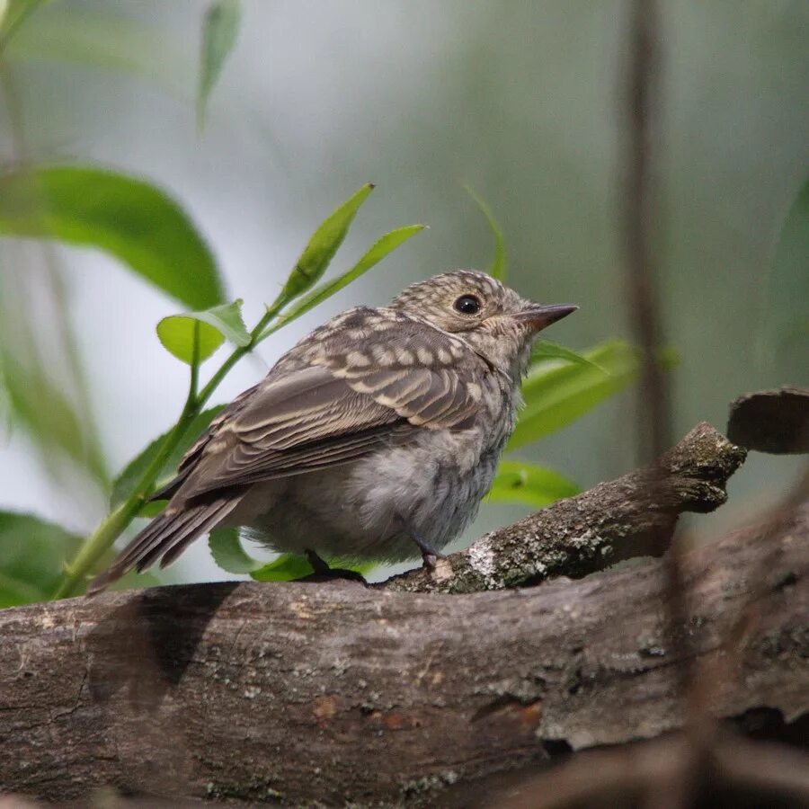 Серая мухоловка (Muscicapa striata). Мухоловка серая – Muscicapa striata (Pallas, 1764). Серая мухоловка птенец. Дрозд мухоловка. Как питается серая птица