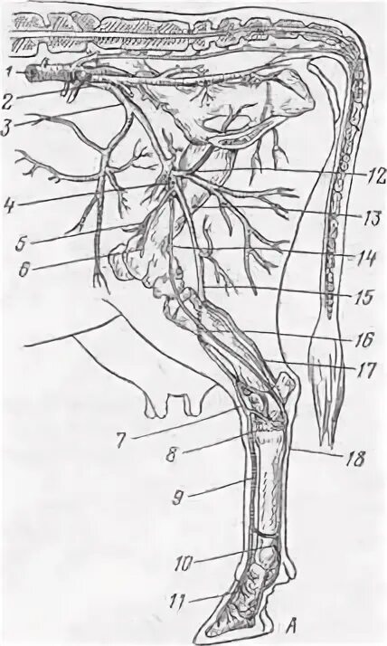 Кровообращение конечностей животных. Артерии грудной конечности КРС. Артерии тазовой конечности КРС. Схема артерий тазовой конечности коровы. Иннервация тазовой конечности животных.