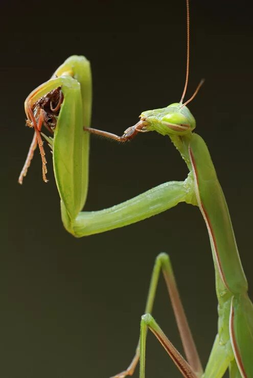 Mantis religiosa, самка. Богомол Mantis religiosa самка. Богомол обыкновенный самка. Спаривание Богомолов самка. Самка богомола откусывает голову самцу