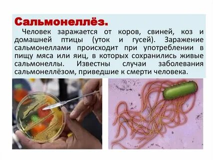Сальмонеллез как передается