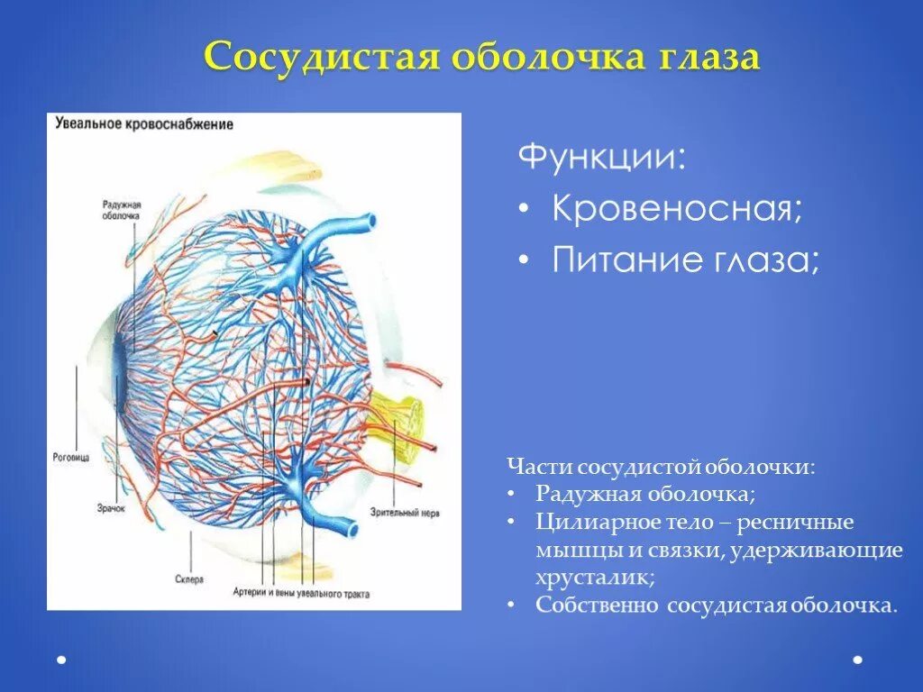 Какое значение имеет сосудистая оболочка. Сосудистая оболочка образует спереди. Сосудистая оболочка строение и функции. Сосудистая оболочка глаза строение и функции. Функции сосудествое оболочка.