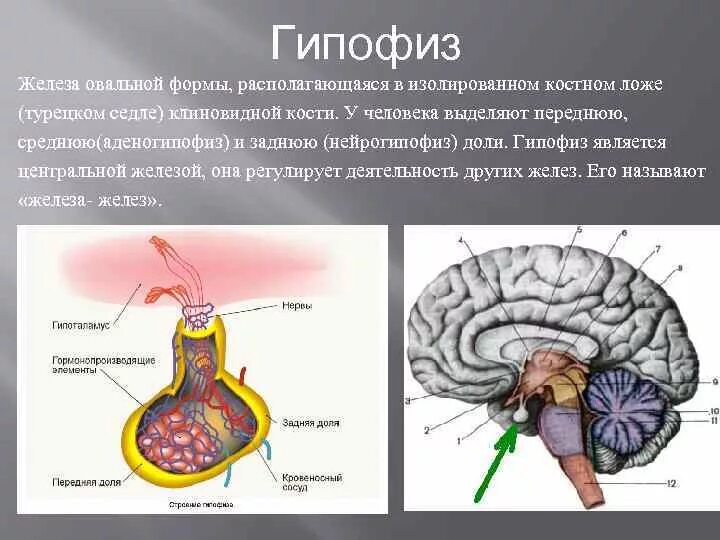 Пример гипофиза. Эпифиз гипофиз гипоталамус анатомия. Гипофиз гипоталамус шишковидная железа. Гипофиз железа внутренней секреции. Строение и функции гипофиза эндокринной системы.