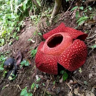 Раффлезия это паразит