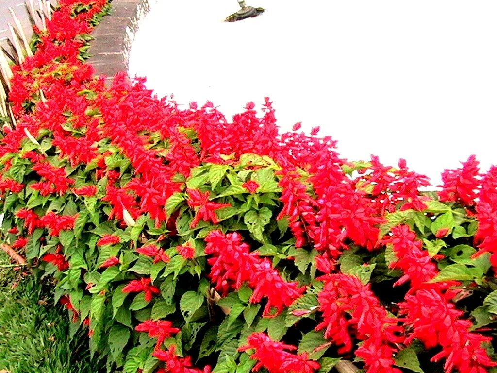 Семена сальвии цветов. Сальвия фарао, смесь. Семена сальвии цветов. Сальвия скарлет сверкающая семена алтая. Сальвия феникс, смесь* 0,05 г.