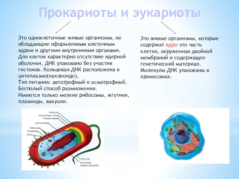 Кольцевая днк характерна для. Прокариоты и эукариоты. ДНК В прокариотической клетке. Клеточная оболочка прокариот. Клетки прокариот содержат.