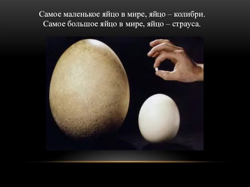 Самое сильное яйцо. Самое большое страусиное яйцо в мире. Самое большое яйцо птицы. Самое маленькое яйцо птицы. Самое маленькое яйцо в мире птицы.