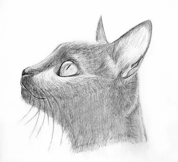 Рисовка кошки