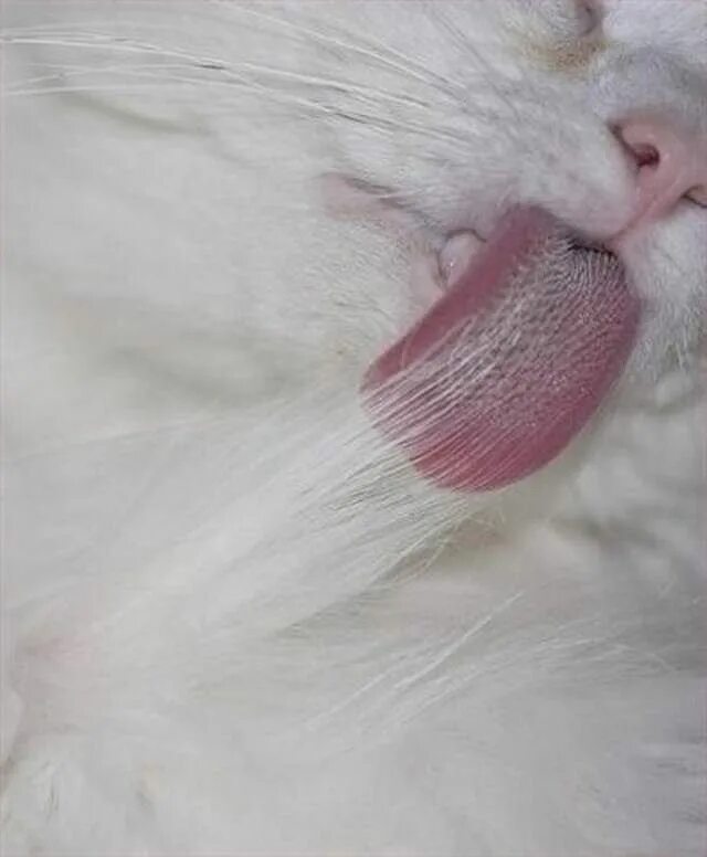 У кошки увеличены. Кошкин язык под микроскопом. Кошачий язык. Язык кошки крупным планом.