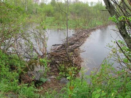 Из какого дерева была построена заводская платина