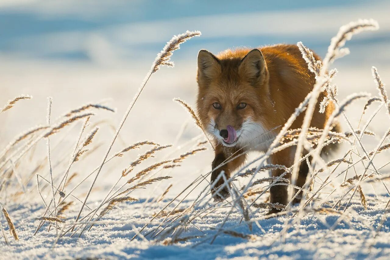 Лиса Шпиленок. Лиса Чукотки. Лиса охотится. Fox hunting