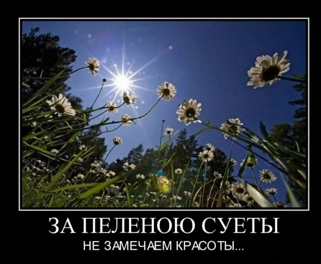 Сума с пеленой. Замечать красоту. Не заметил. Мы не заметили. Суета демотиватор.