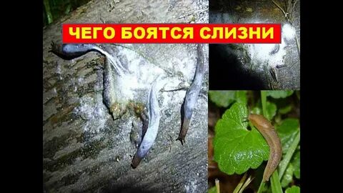 Чего боятся слизни