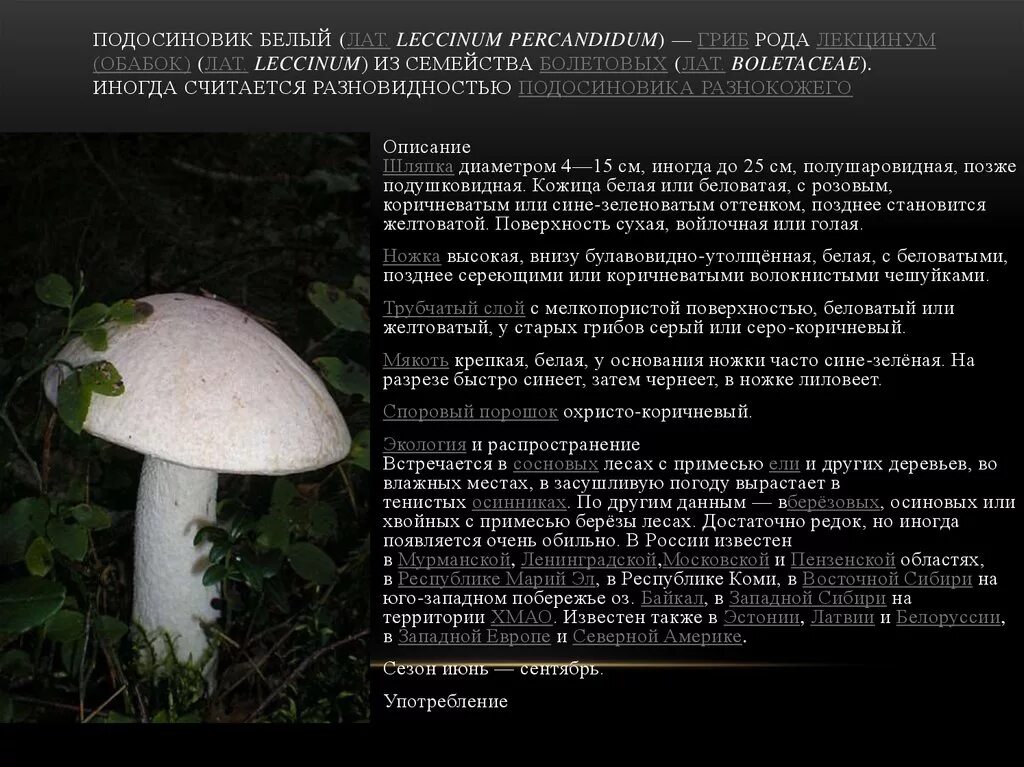 белый гриб занесен в красную книгу. какие грибы занесены в красную книгу россии. белый гриб занесен в красную книгу. информация о белом грибе. грибы из красной книги пермского края.