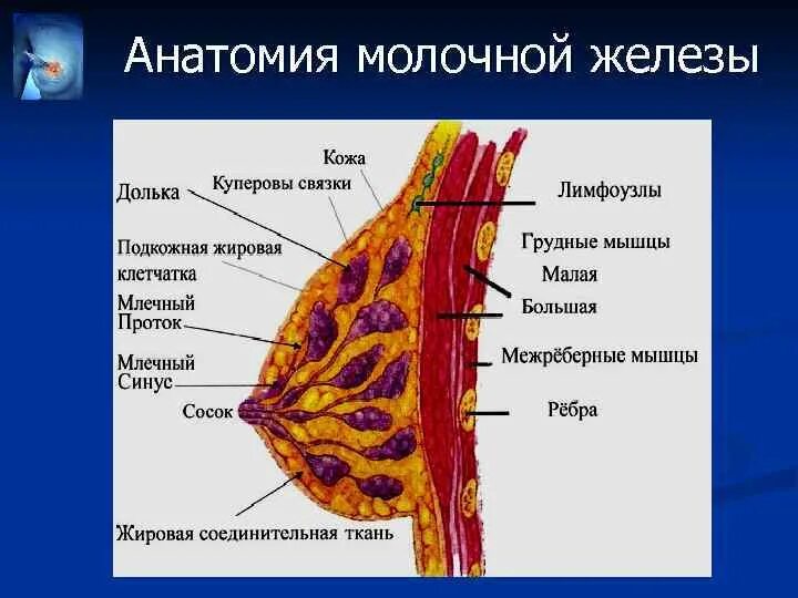 Как называют женскую железу. Молочная железа строение функции таблица. Строение молочных желез долек. Молочные железы строение анатомия. Строение молочной дольки.