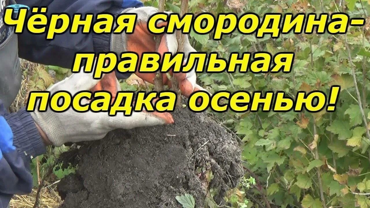 Когда лучше сажать смородину черную осенью. Посадка черной смородины осенью. сажаем смородину осенью правильно. правильная посадка черной смородины осенью. как правильно посадить черную смородину.