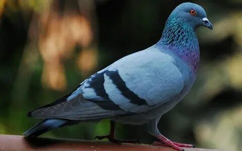 Калигуладан порно көріністер