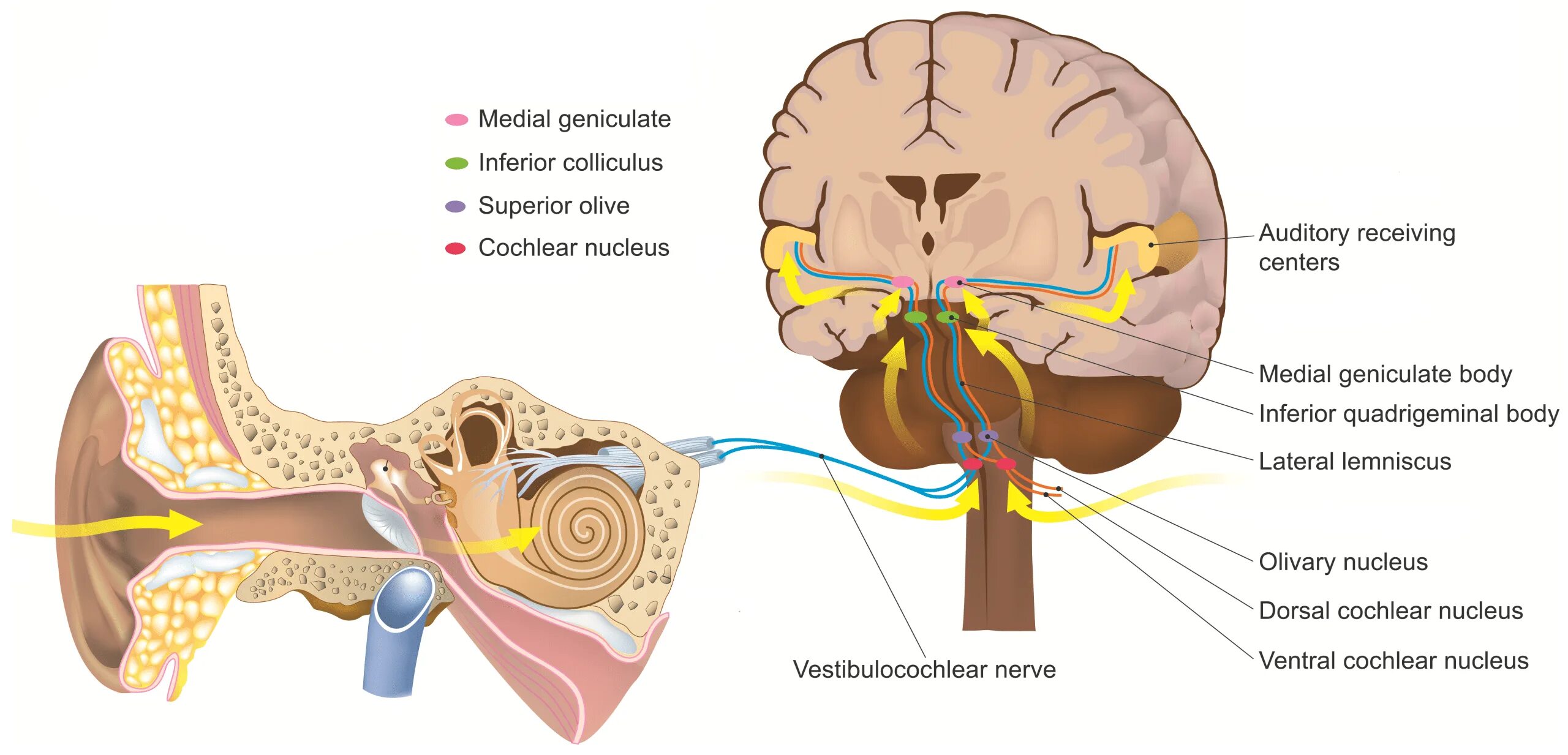 Слуховой нерв анатомия. Слуховой анализатор анализатор. Нерв слухового анализатора. Nervus vestibulocochlearis схема.