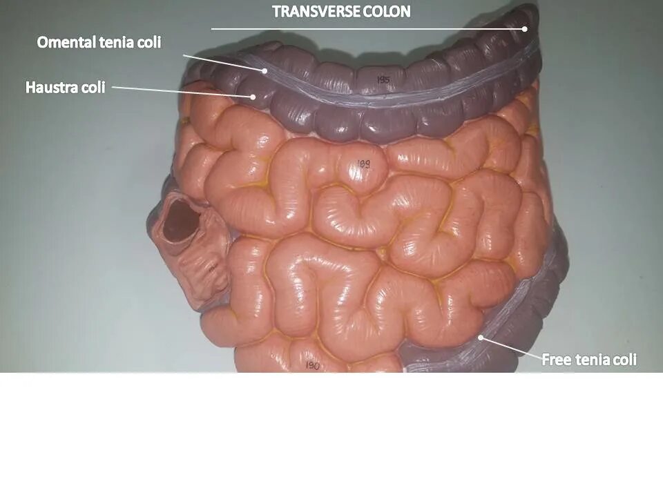 Гаустрация толстого кишечника. Colon view. Колоноскоп диаметр. Colon view тест. Colon view.