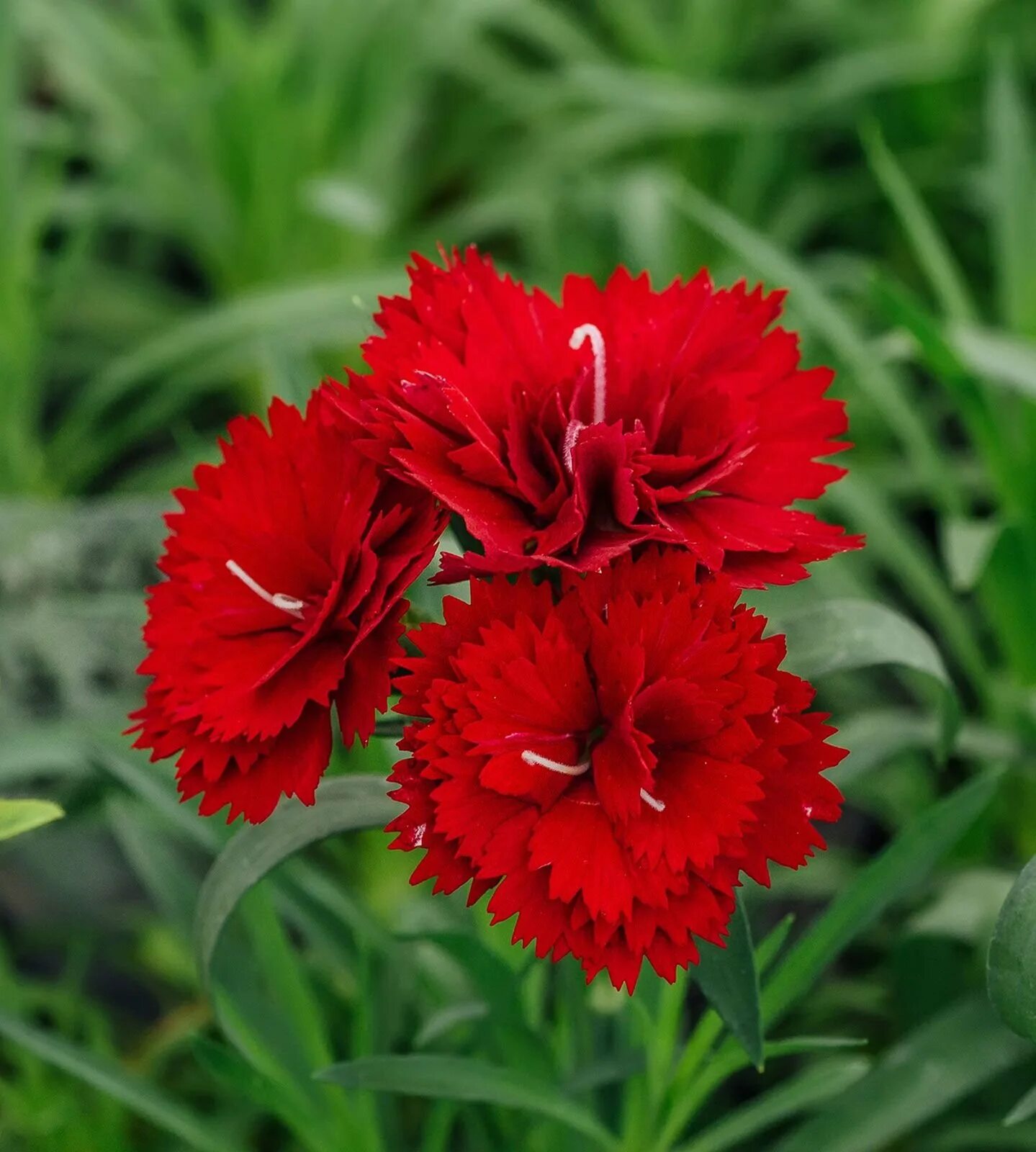 Гвоздики. Гвоздика красная фото. Carnation Flower. Цветы корейские гвоздики. Купить гвоздику.