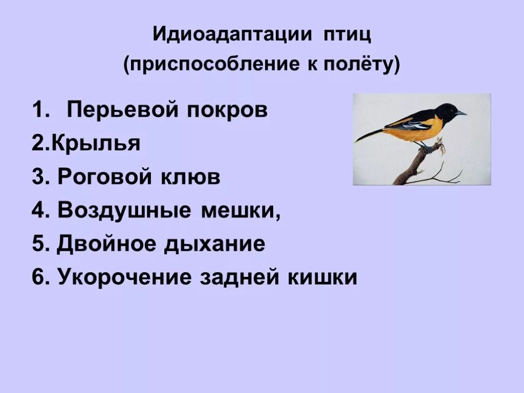 Приспособления птиц к полету. Препосслабленик птптиц к палету. Идиоадаптация птиц. Приспособление птиц в полете.