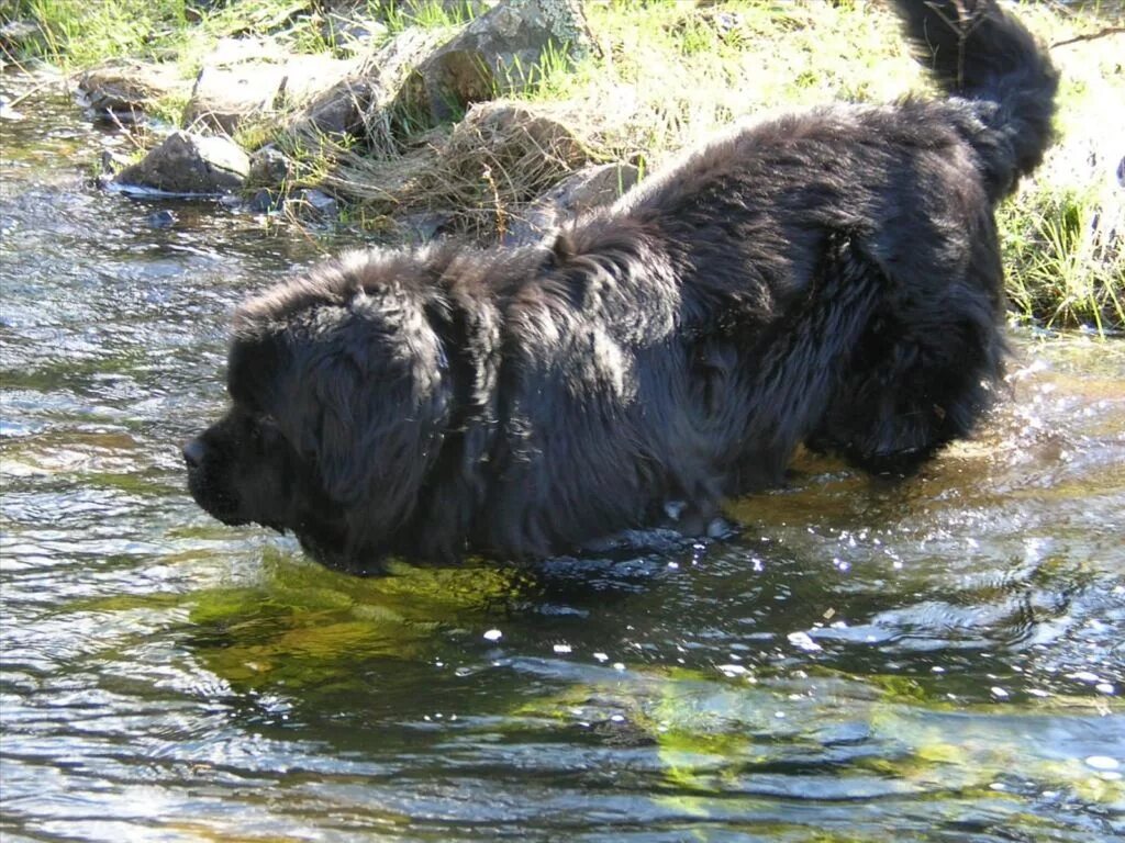 Ньюфаундленд длина реки. Ньюфаундленд собака. Собака водолаз ньюфаундленд. Шотландский ньюфаундленд. Собаки спасатели породы ньюфаундленд.