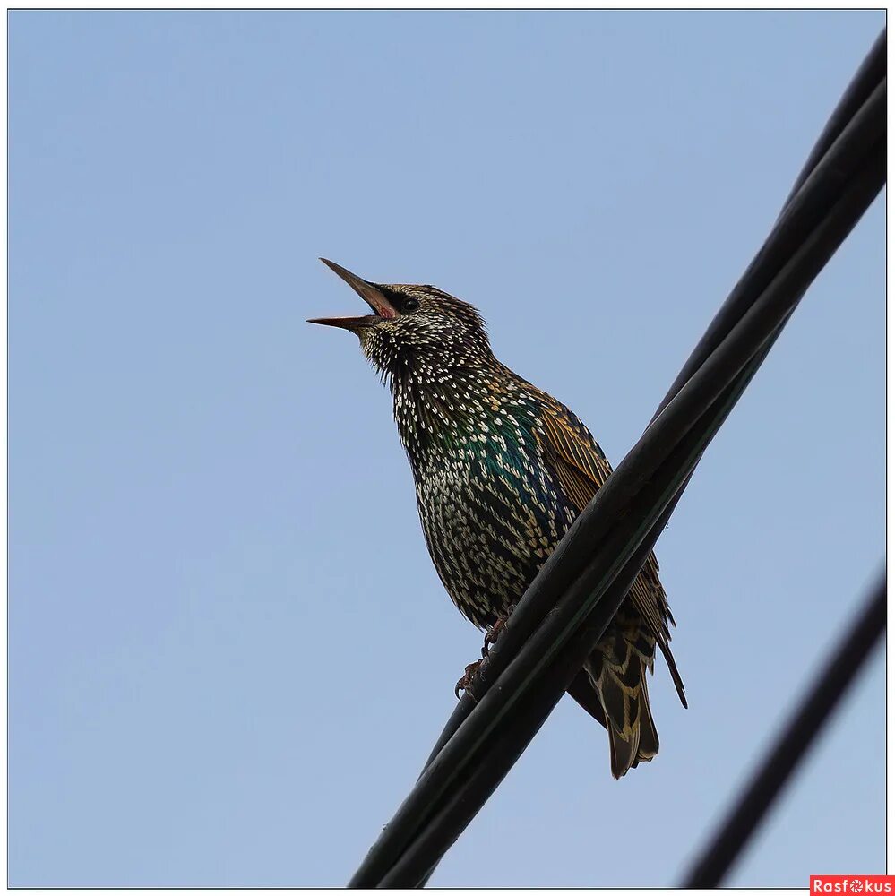 скворец сибирский. песня скворец. песнь скворца. песня скворца слушать. песня скворца.