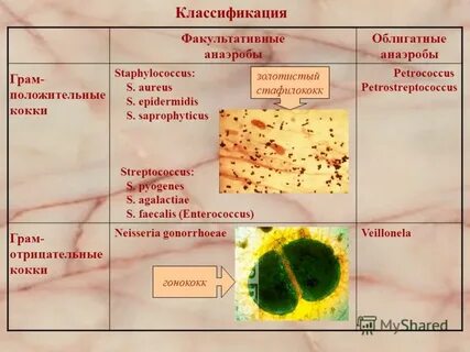 Факультативно анаэробные микроорганизмы