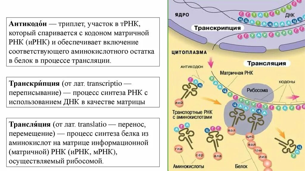 Биосинтез днк реакция. Транскрипция и трансляция Биосинтез белка. Биосинтез белка репликация транскрипция трансляция.