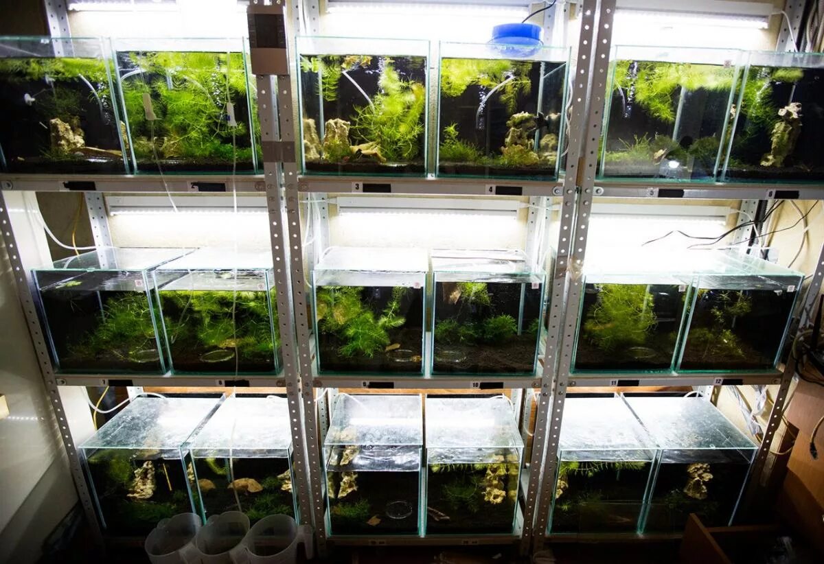 Разводня аквариумных растений. Стеллажи под аквариумы для дома. Домашние разведение аквариумных. Пермская разводня аквариумной рыбы. Стеллаж под аквариум.