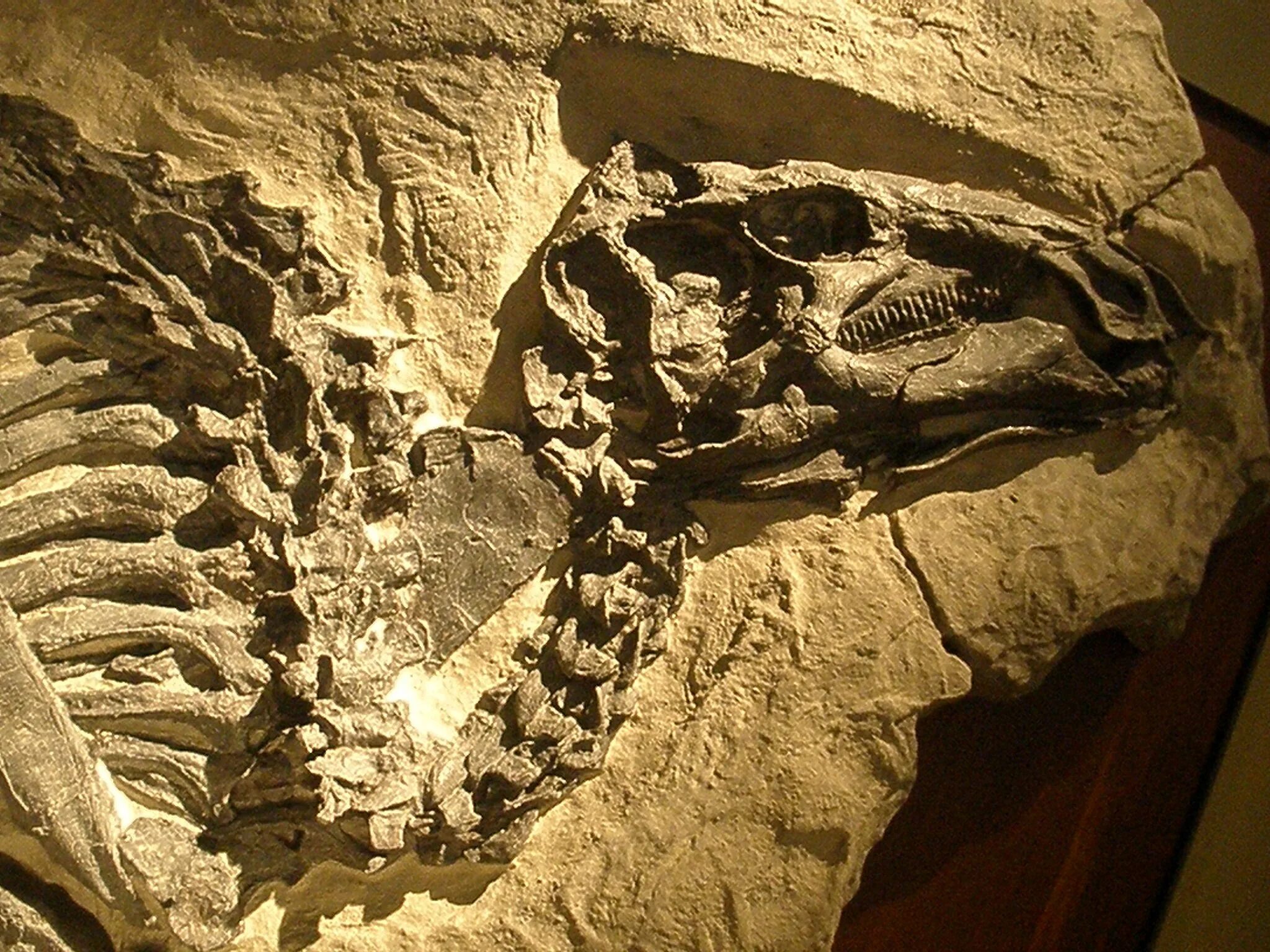 Fossil окаменелости. Ископаемые останки динозавров. Окаменевшие динозавры. Окаменелости динозавров.