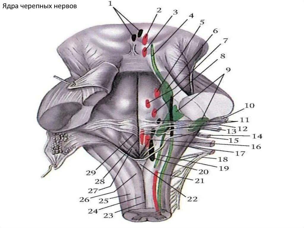 Какие ядра в черепных нервах. Ядра черепных нервов. Ядра ЧМН нервов. Двигательные ядра ромбовидной ямки. Ядра 5 - 8 пар черепных нервов находятся в.