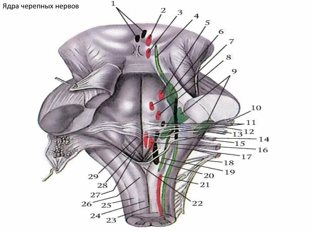 Ядра черепных нервов моста. Ядра черепных нервов. Ядра ЧМН нервов. Двигательные ядра ромбовидной ямки. Ядра 5 - 8 пар черепных нервов находятся в.