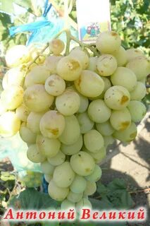 Виноград великий