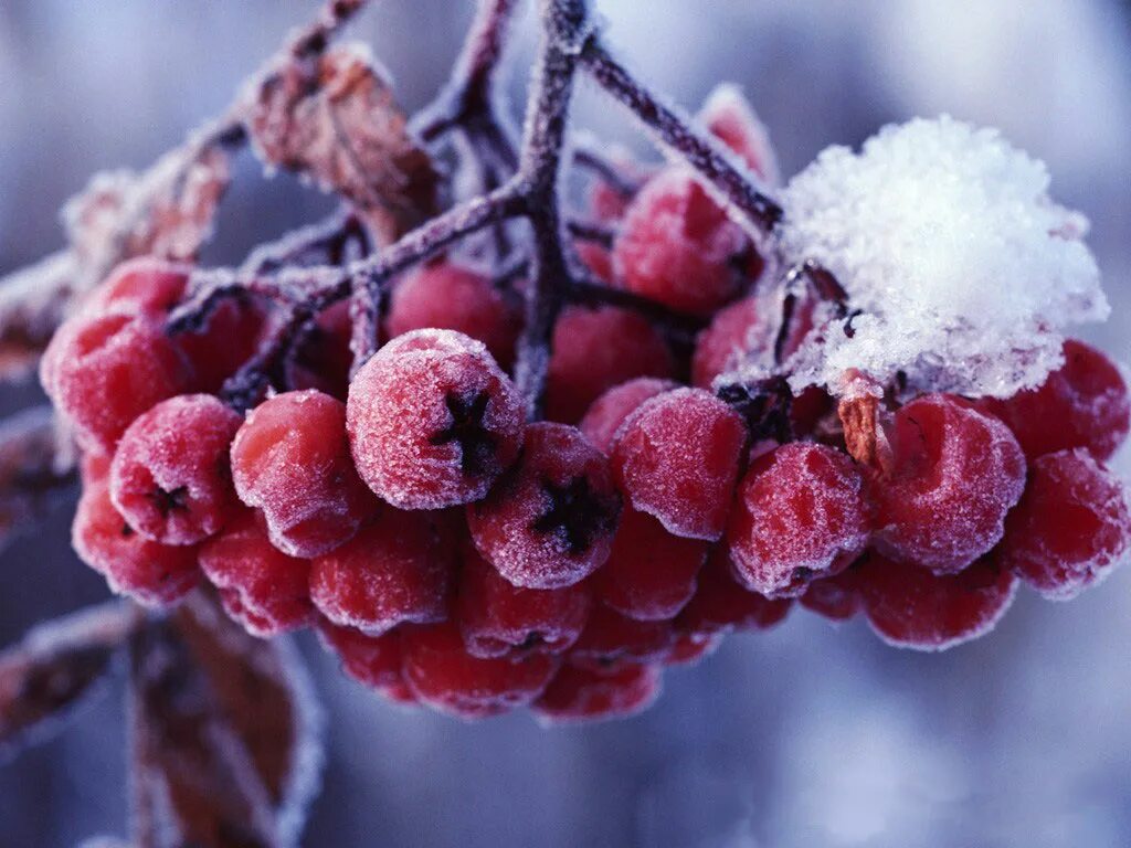 Новый все ближе. Рябина зимой. Снежная ягода. Рябина в снегу. Ягоды в снегу.